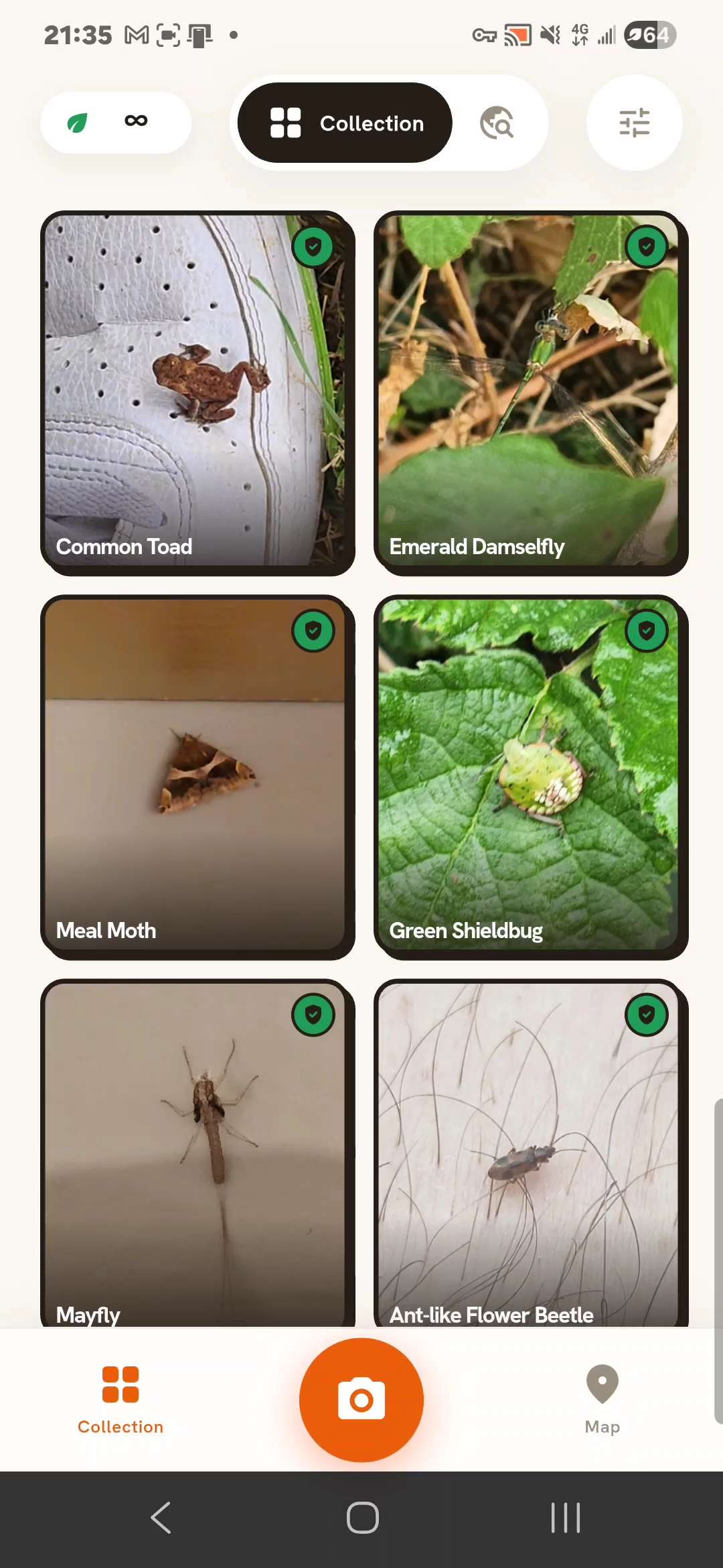 Kaught collection of identified species