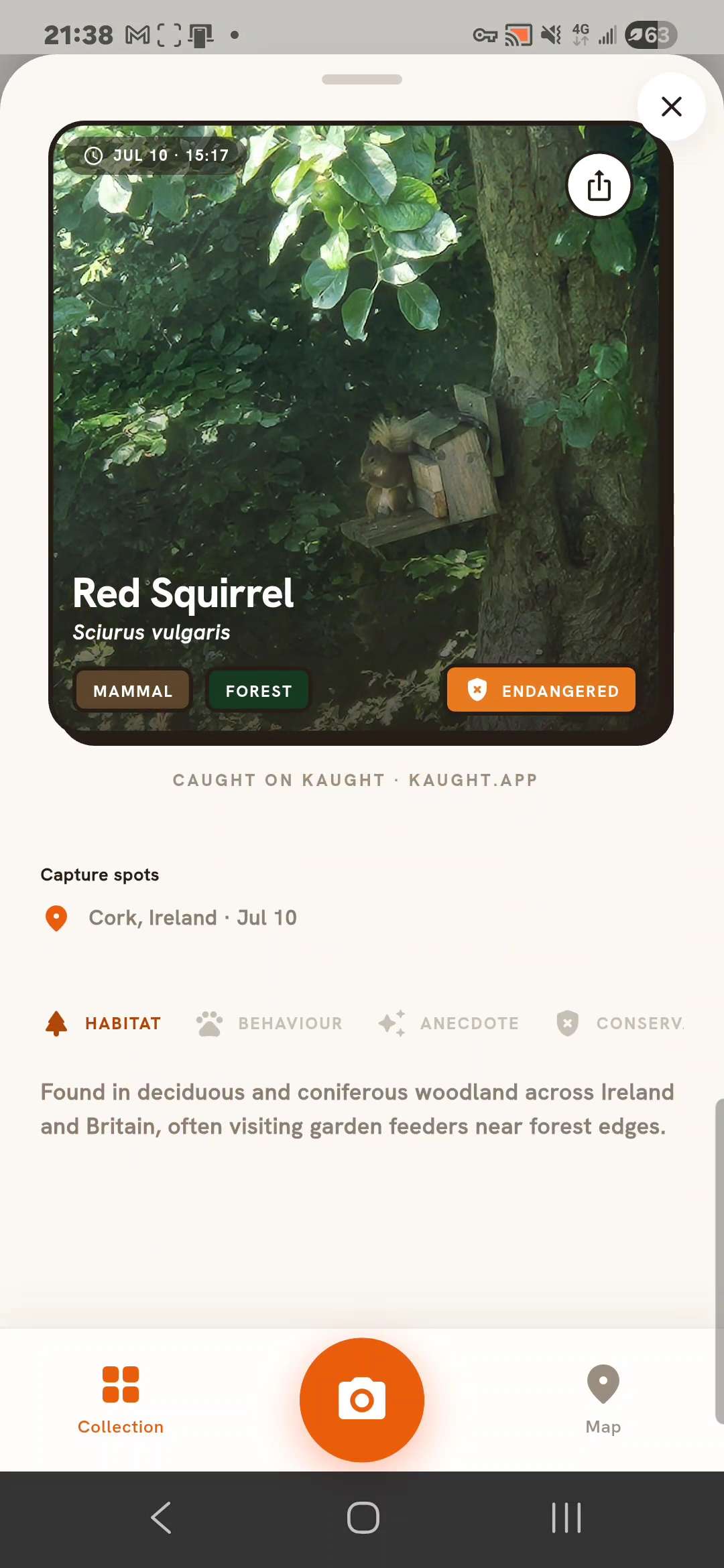 Kaught species detail for a red squirrel